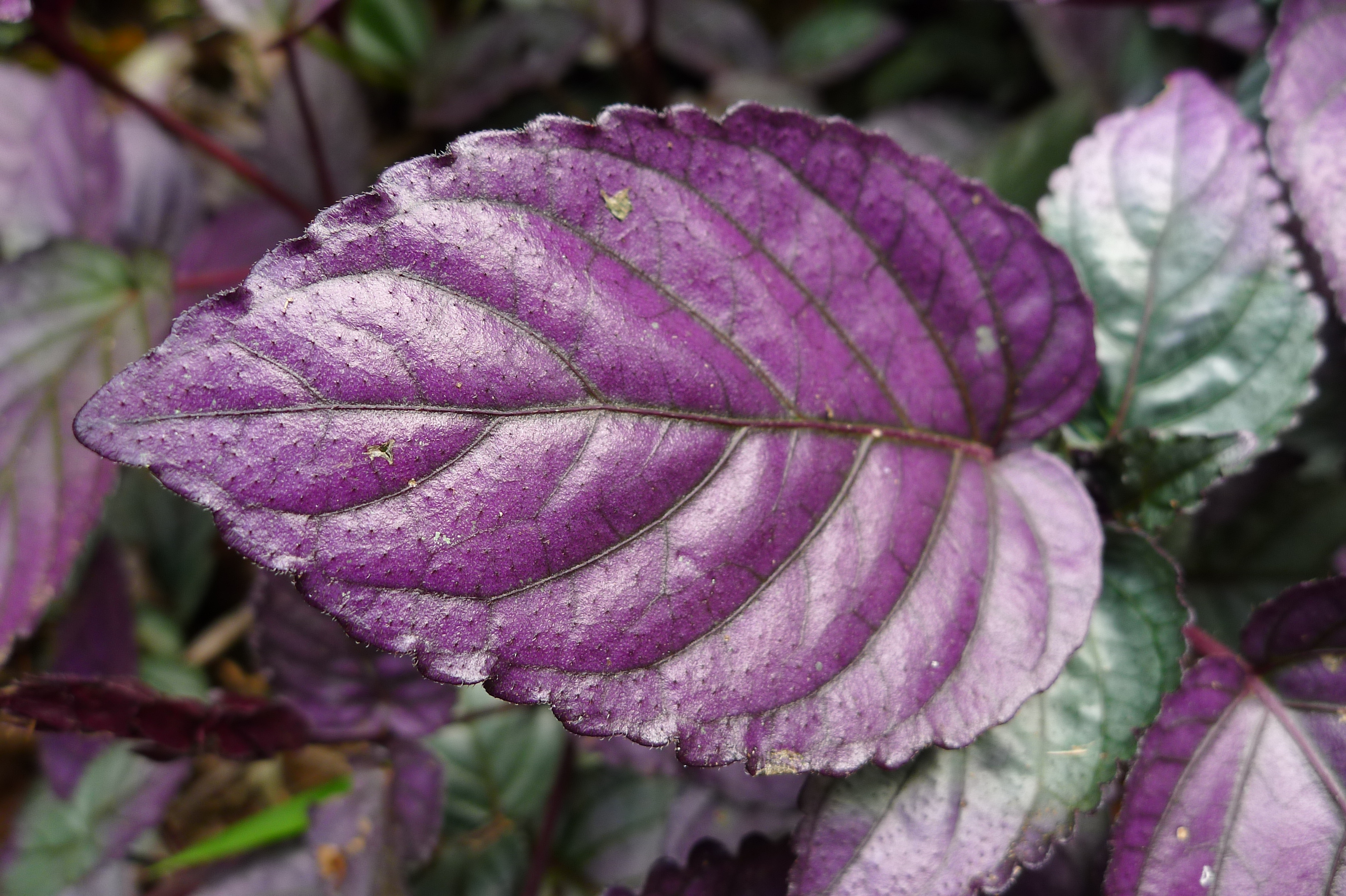 Пурпурный цвет листьев