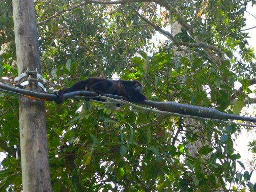 howler monkey on a wire