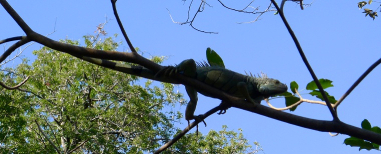 lounging iguana