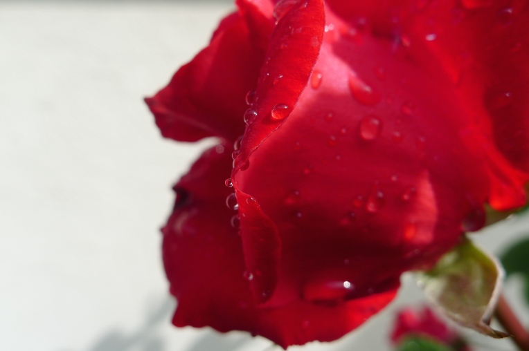 wet rose 2
